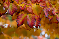 Herbst